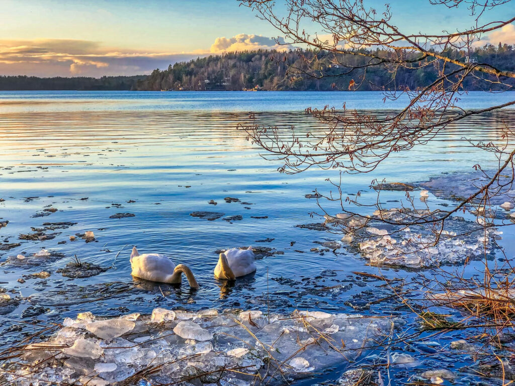 Serene Winter Lakeside Wallpaper with Birds & Sunset Reflection
