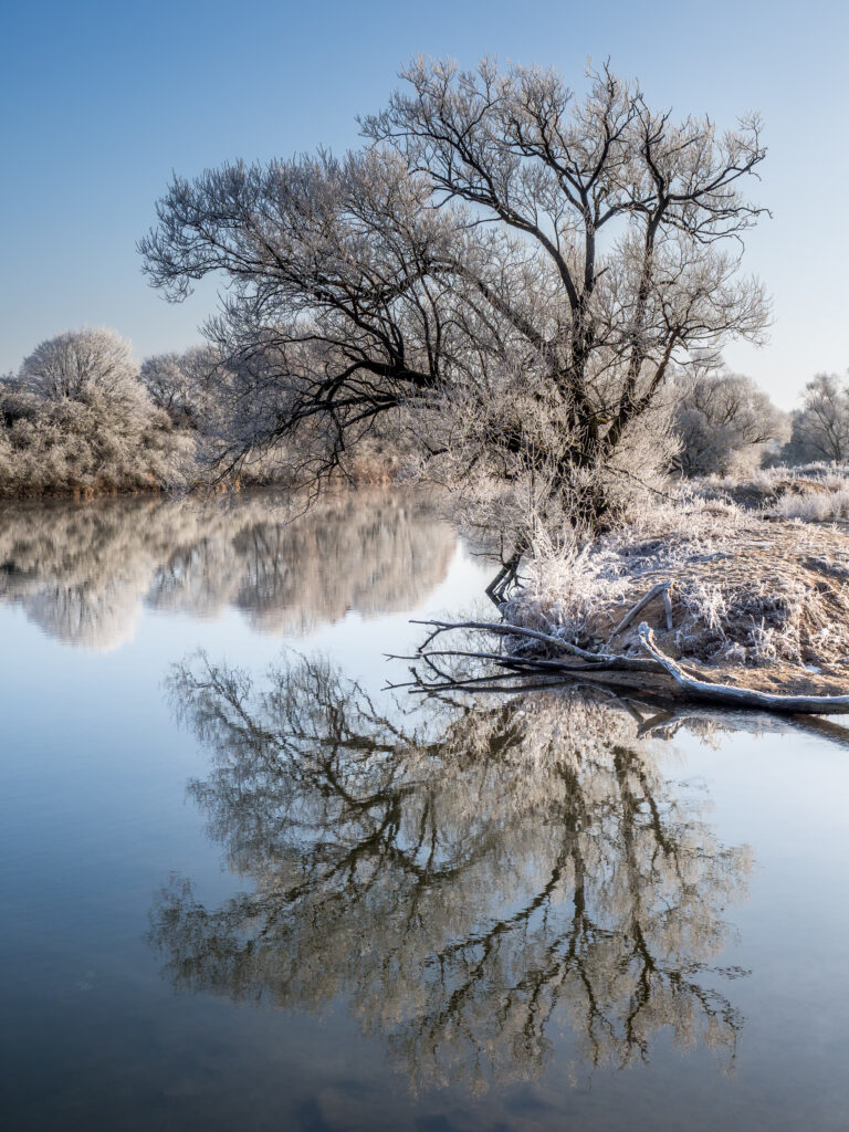 Frost-covered trees reflected in calm lake water under soft blue sky winter landscape wallpaper