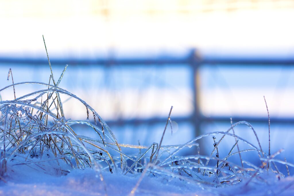 Serene Winter Landscape Wallpaper: Frosty Grass & Soft Sunlight