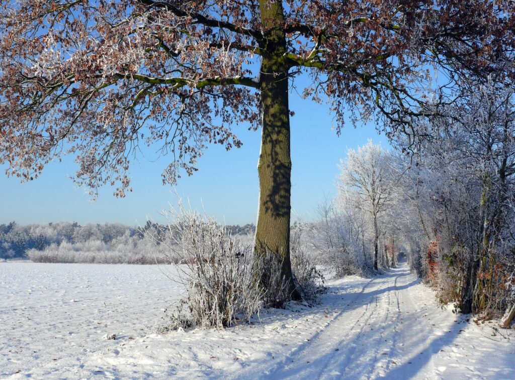 Winter landscape with frosted tree-lined road and snowy fields under clear blue sky wallpaper