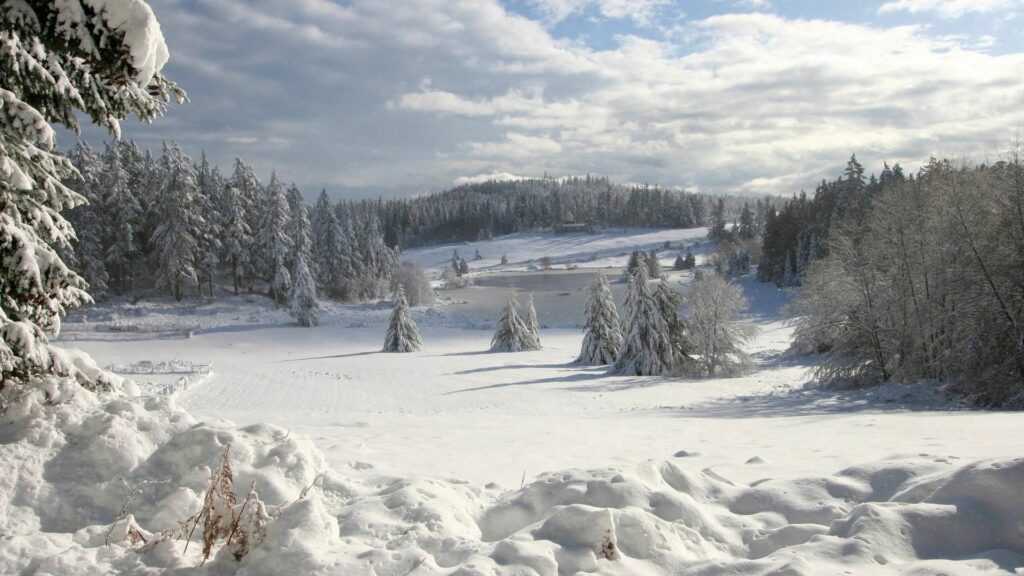 Serene winter landscape with snow-covered field fir trees and gentle snowdrifts under clouds Wallpaper