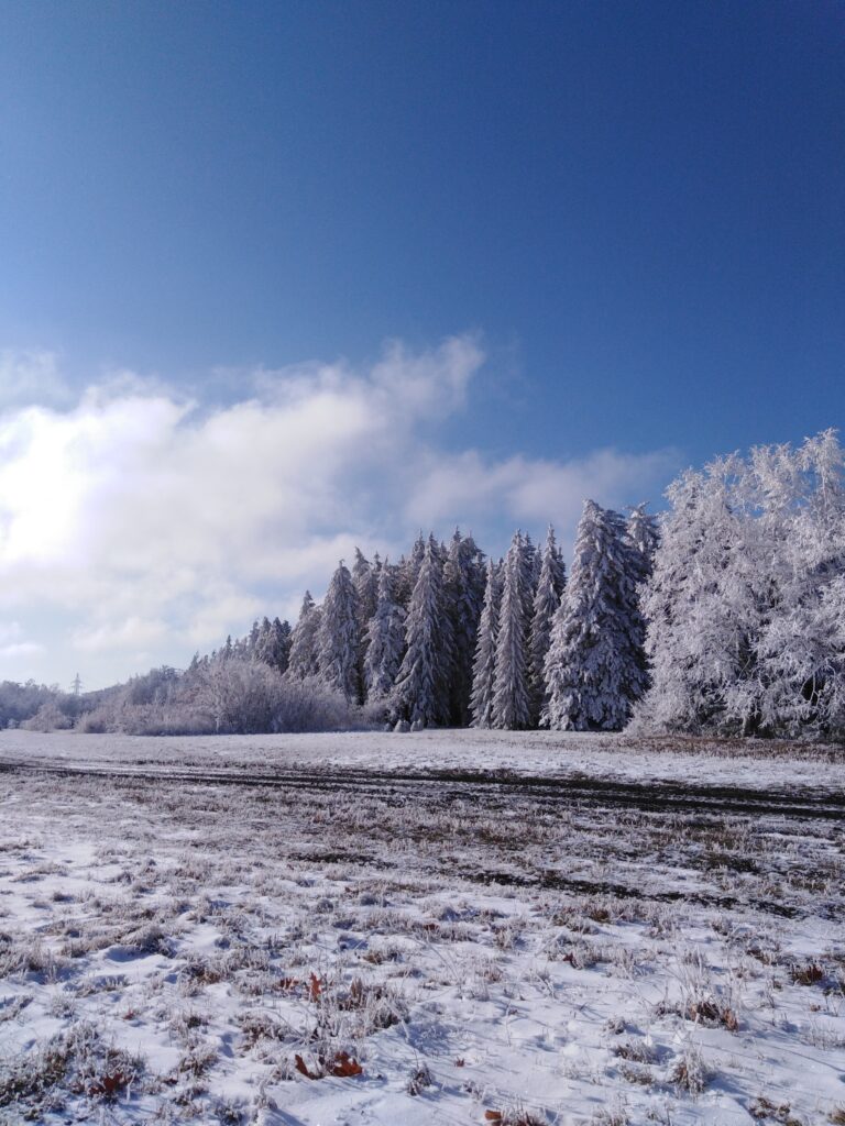 Serene winter landscape with snow-covered field and dense forest under clear blue sky wallpaper