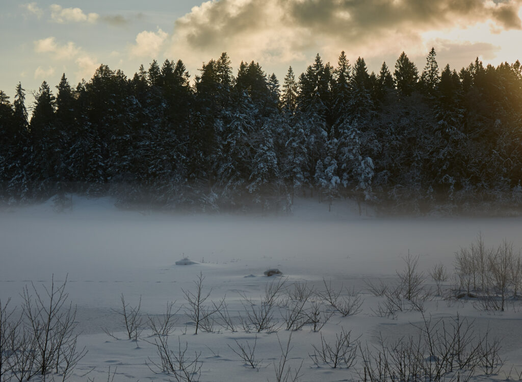 Snow-covered spruce trees in a misty winter forest with soft sunlight and untouched snow Wallpaper