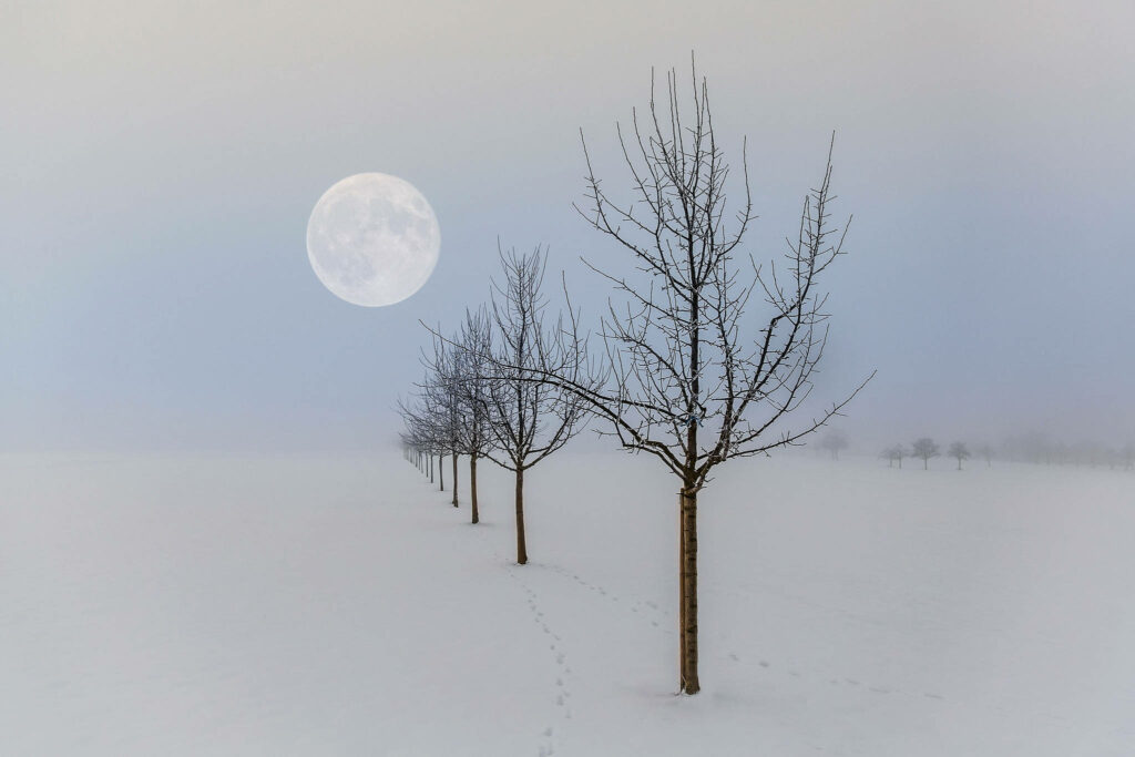 Serene Winter Landscape: Bare Trees Under a Full Moon Wallpaper