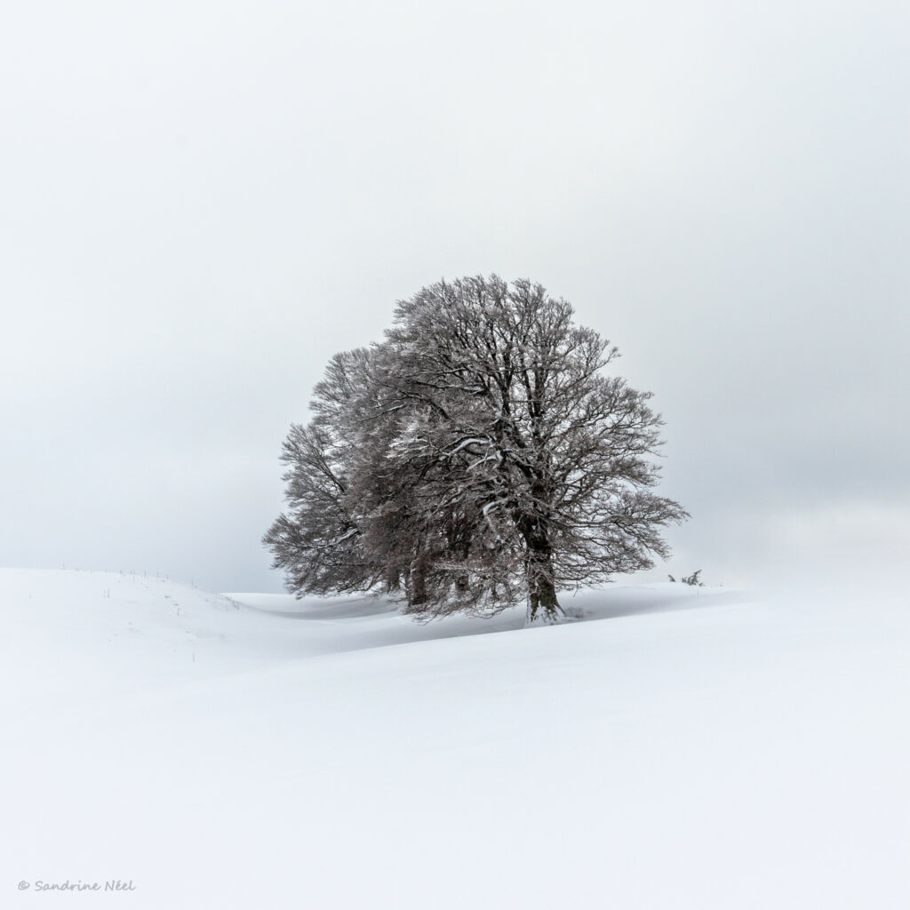 Serene winter landscape with bare trees in snowy field under pale overcast sky wallpaper background