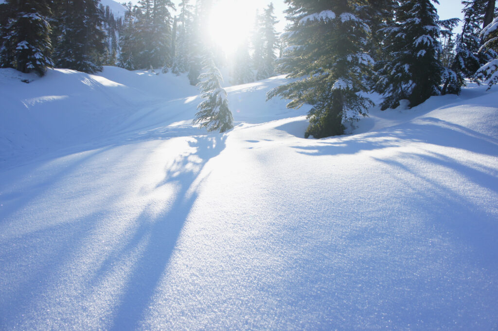 Serene winter landscape with fresh snow and tall evergreen trees casting long blue shadows Wallpaper