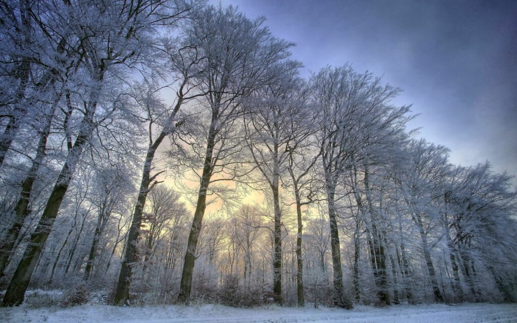 Hoarfrost-covered tall trees with intricate branches against a golden winter sky background Wallpaper