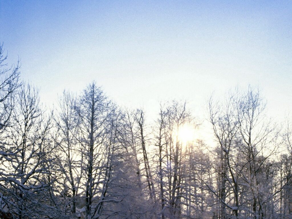Serene winter landscape with hoarfrost-covered trees at sunrise under clear blue sky wallpaper
