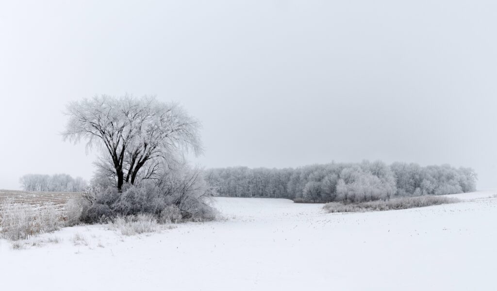 Serene winter landscape with frosty tree snow covered field and misty distant trees background Wallpaper