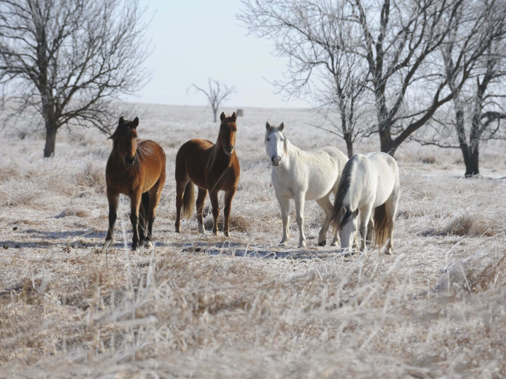 Serene Winter Landscape with Horses - Frosty Field Wallpaper