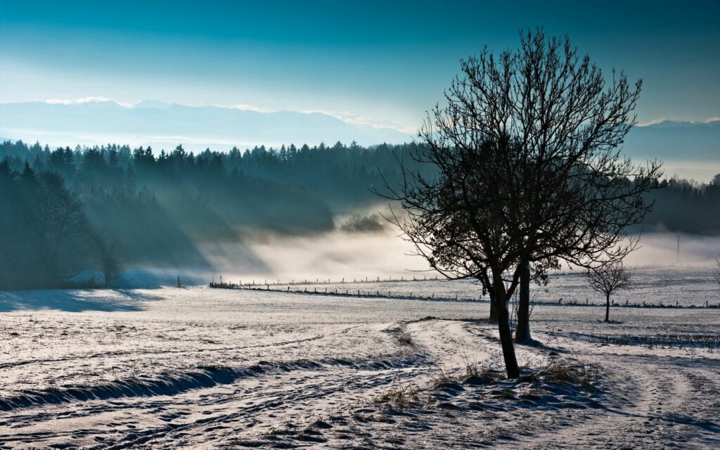 Serene winter landscape with lone tree snowy field foggy forest mountains crisp blue sky Wallpaper