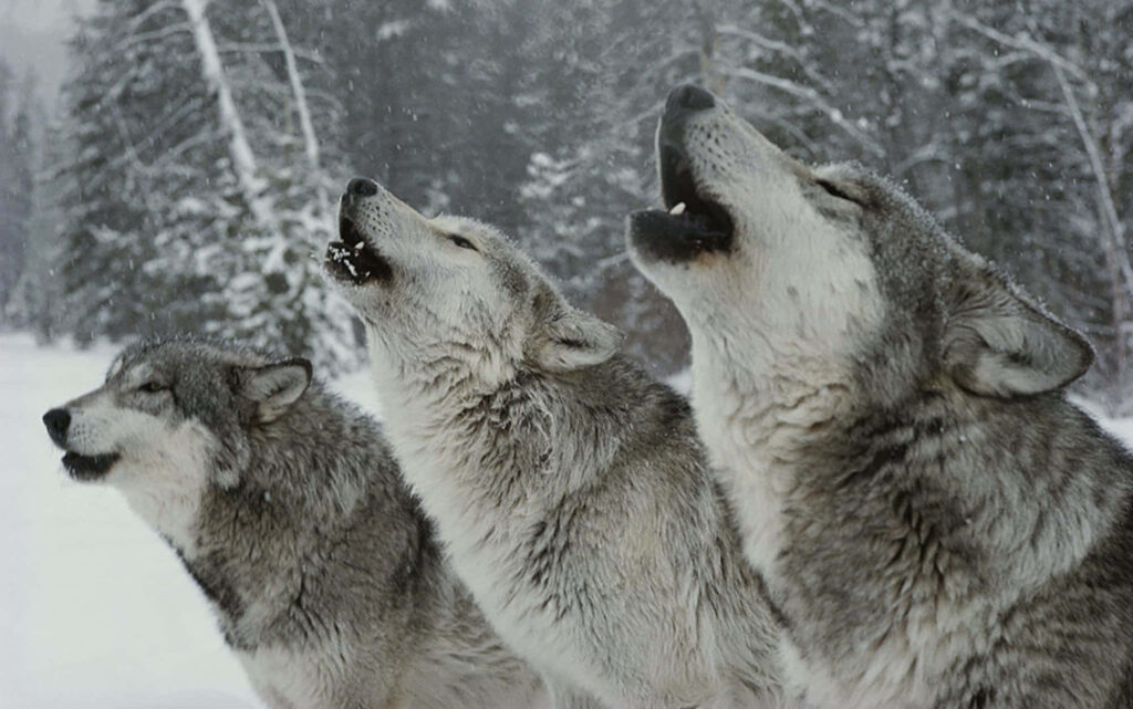 Majestic Wolves Howling in Serene Winter Landscape Wallpaper
