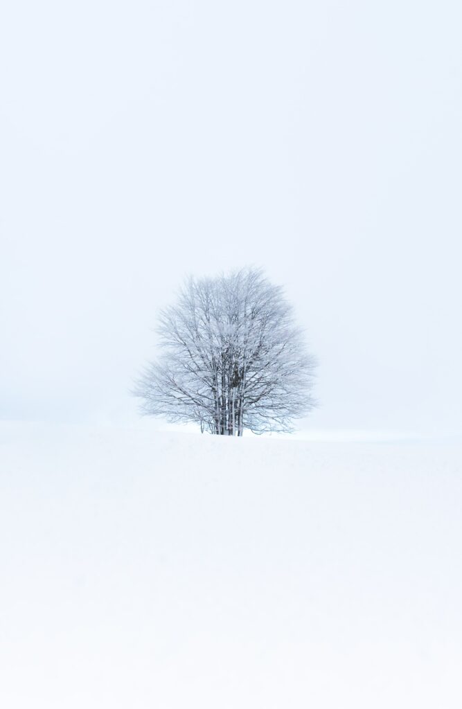 Solitary tree in vast snowy landscape minimalist winter wallpaper with soft white and blue tones