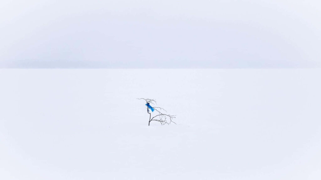 Serene Winter Landscape Wallpaper: Bare Tree & Blue Bird Background