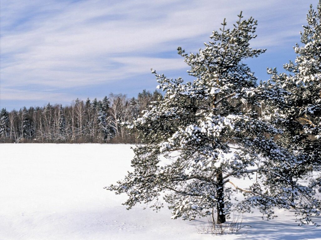 Snow-covered field with frosty trees and snowdrifts under clear blue sky winter landscape wallpaper