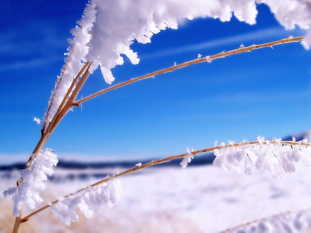 Serene Winter Landscape Wallpaper: Snowy Grass & Branches Blue Sky