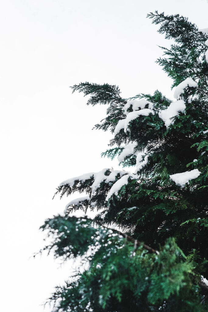 Serene Snow-Covered Pine Tree Wallpaper Against Clear Sky Background
