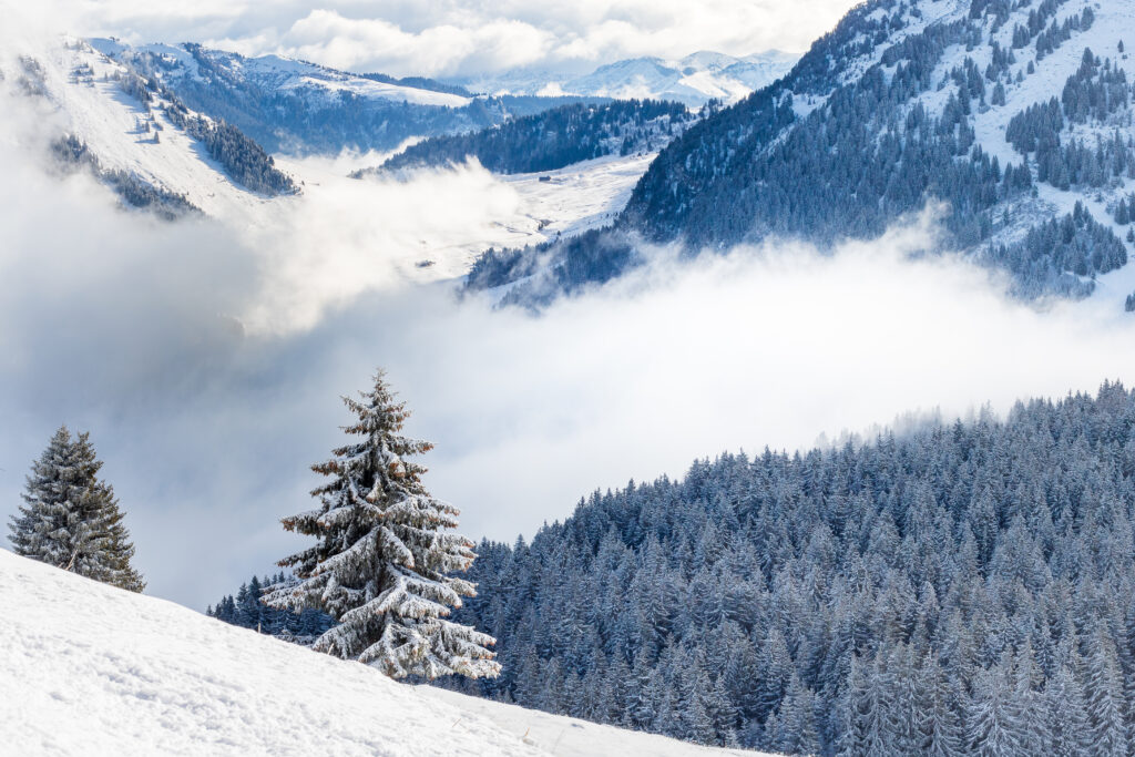 Serene winter landscape with snow-covered spruce trees rolling hills and misty alpine forest background Wallpaper