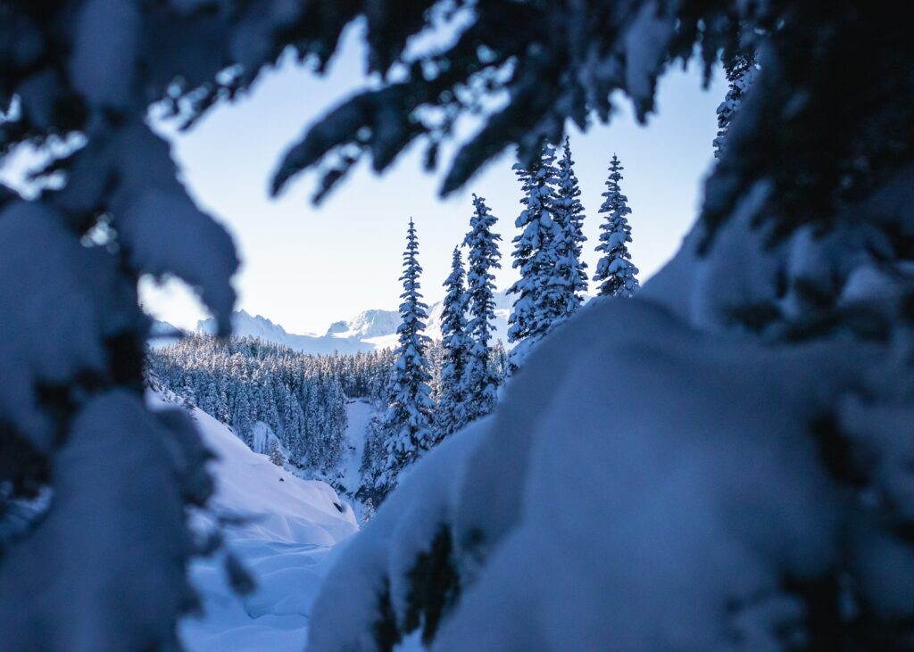 Winter landscape with snow-covered spruce trees and branches under clear blue sky wallpaper background