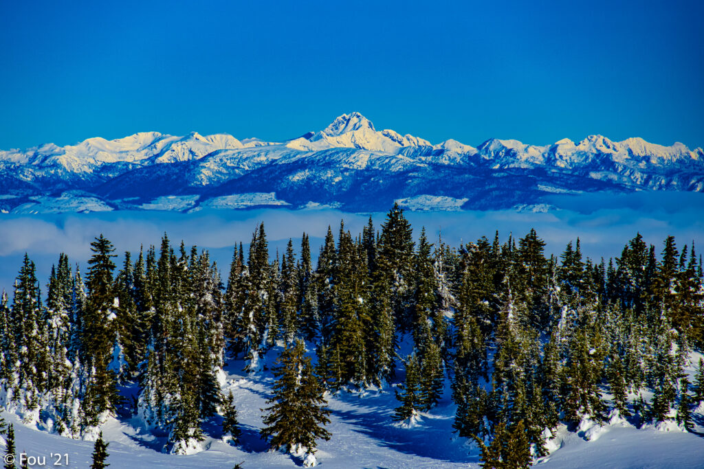 Snow-covered spruce trees with sunlit alpine mountains under a clear blue winter sky wallpaper