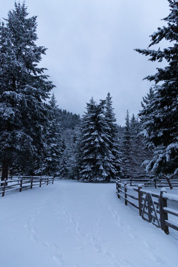 Serene winter landscape with snow-covered spruce trees wooden fence and peaceful path outdoors Wallpaper