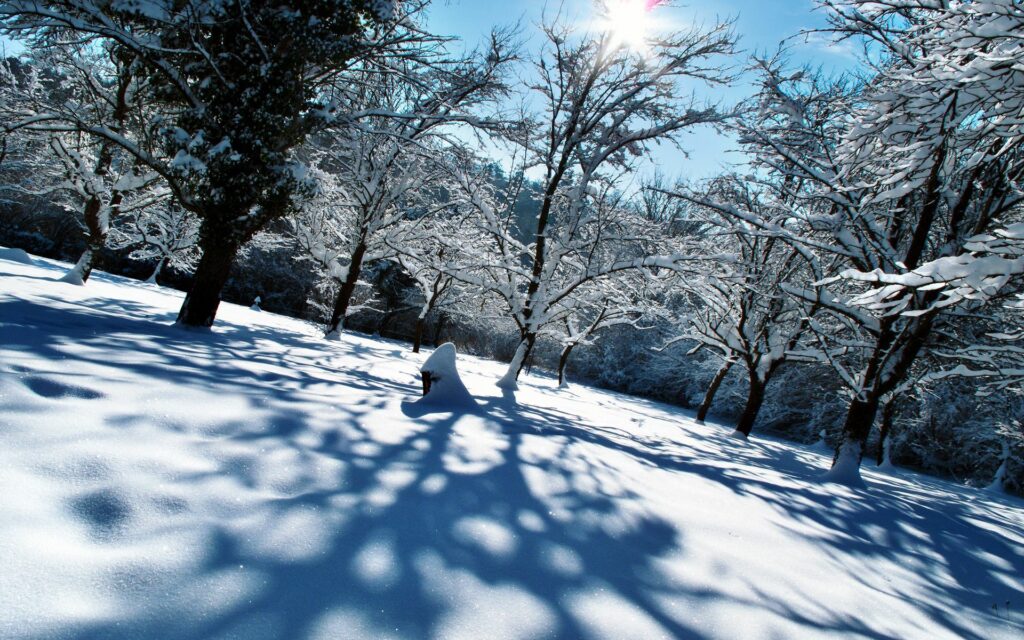 Serene winter landscape with snow-covered trees blue shadows and sunlit white snow background Wallpaper