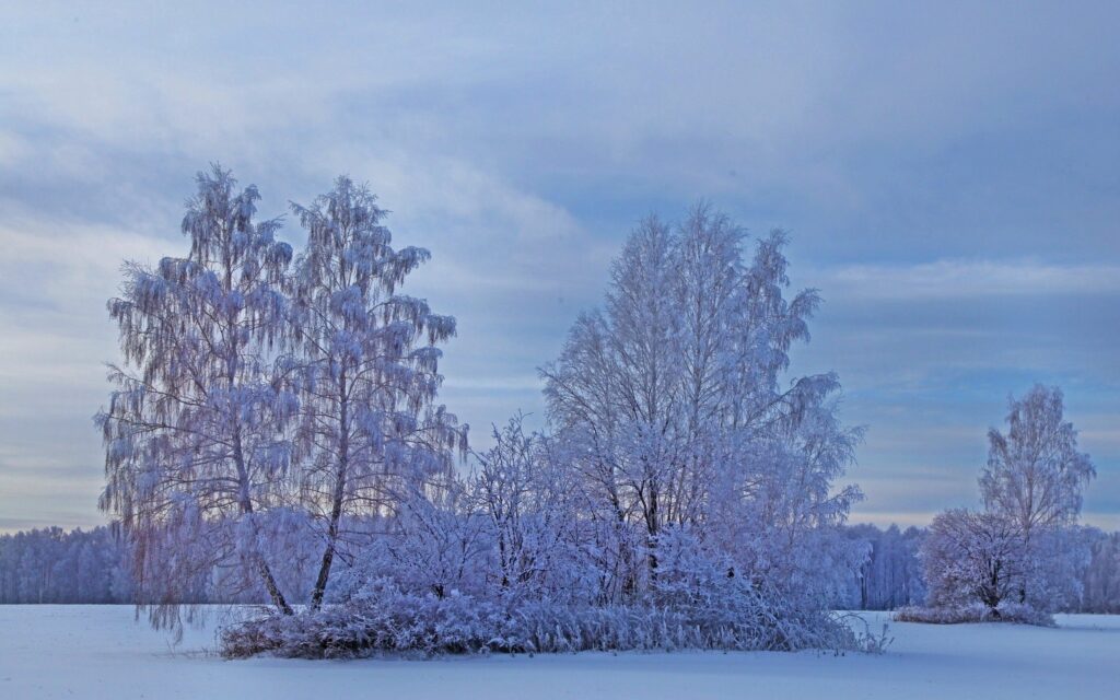 Serene winter landscape with snow-covered trees frosty branches under soft blue sky background Wallpaper