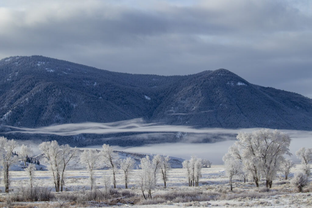 Serene winter wallpaper with snow-covered trees frosty meadow and misty mountains background