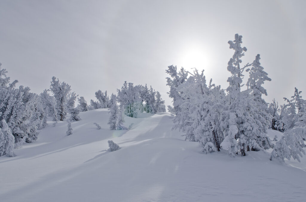 Serene winter landscape with snow-covered trees and soft sunlight in a frosty forest background Wallpaper