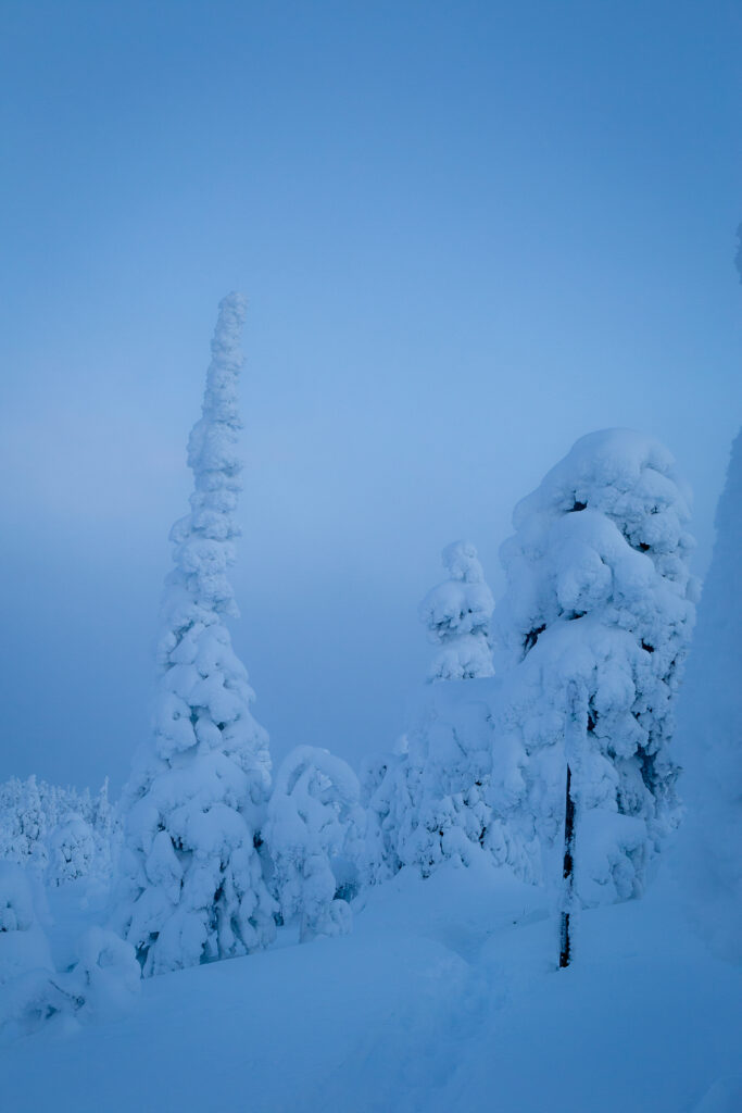 Serene winter landscape with snow-covered trees under clear blue sky peaceful wallpaper background