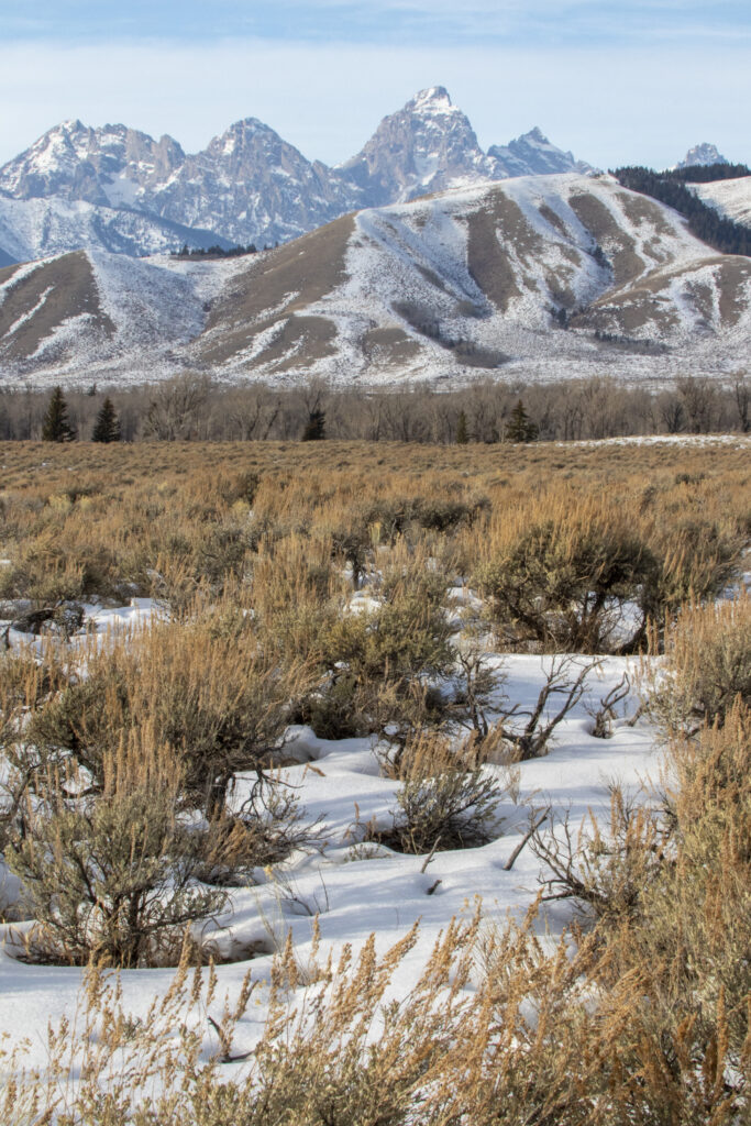 Scenic winter landscape with snow-dusted mountains golden bushes and rolling foothills background Wallpaper