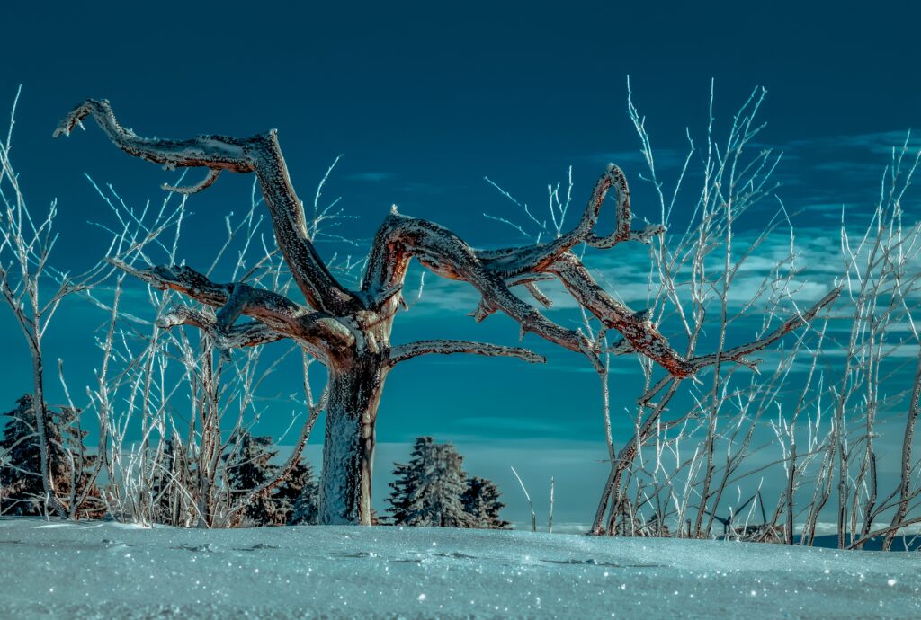 Solitary leafless tree with twisted branches in snowy winter landscape under clear blue sky Wallpaper