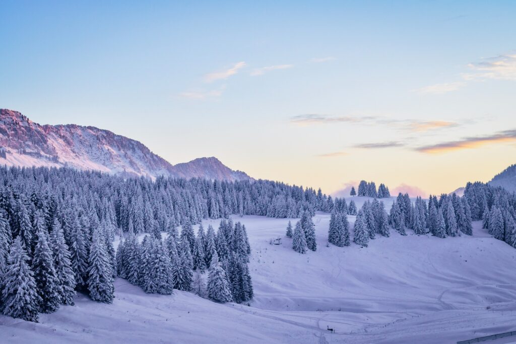 Serene winter landscape with snow-covered fir trees rolling hills and pastel sunrise sky wallpaper