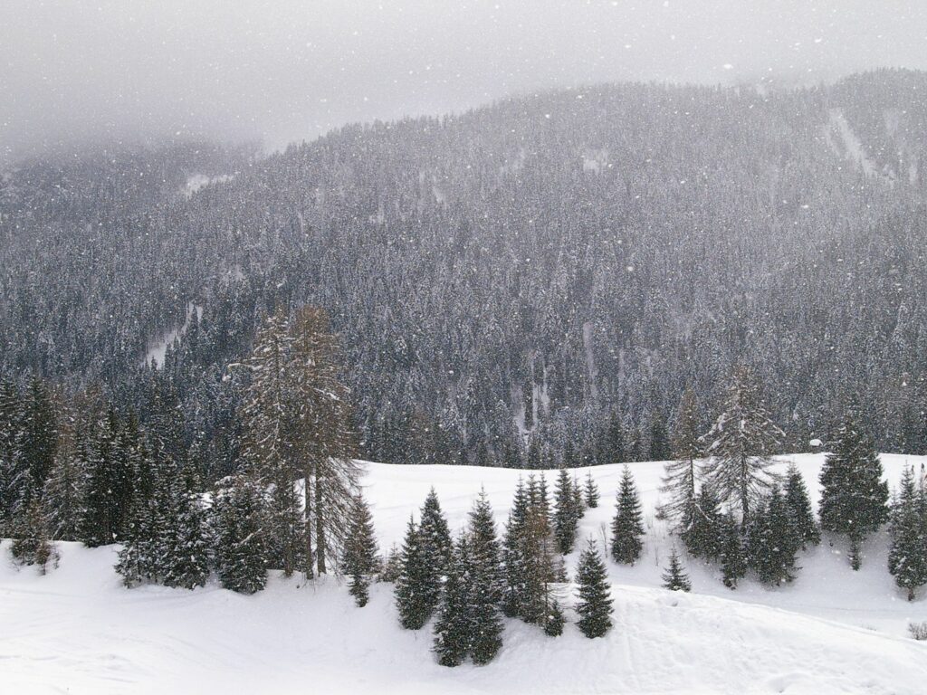 Winter landscape wallpaper with snowy conifer forests on rolling mountains and gentle snowfall