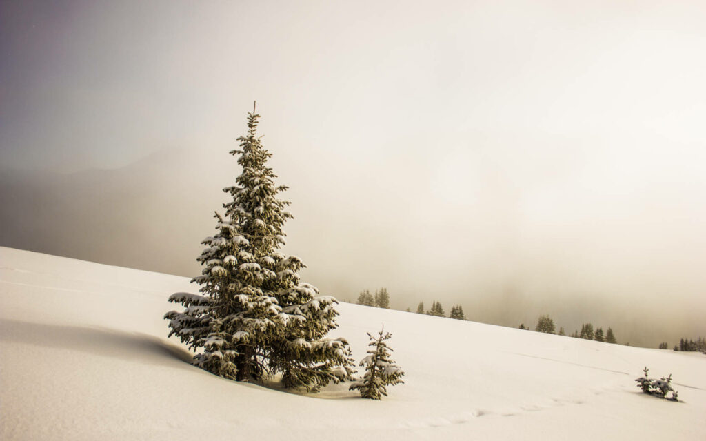 Serene Winter Landscape Wallpaper for a Festive Christmas Background