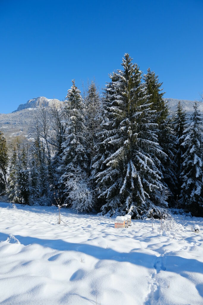 Snow-covered spruce trees alpine mountain winter landscape vivid blue sky serene wallpaper