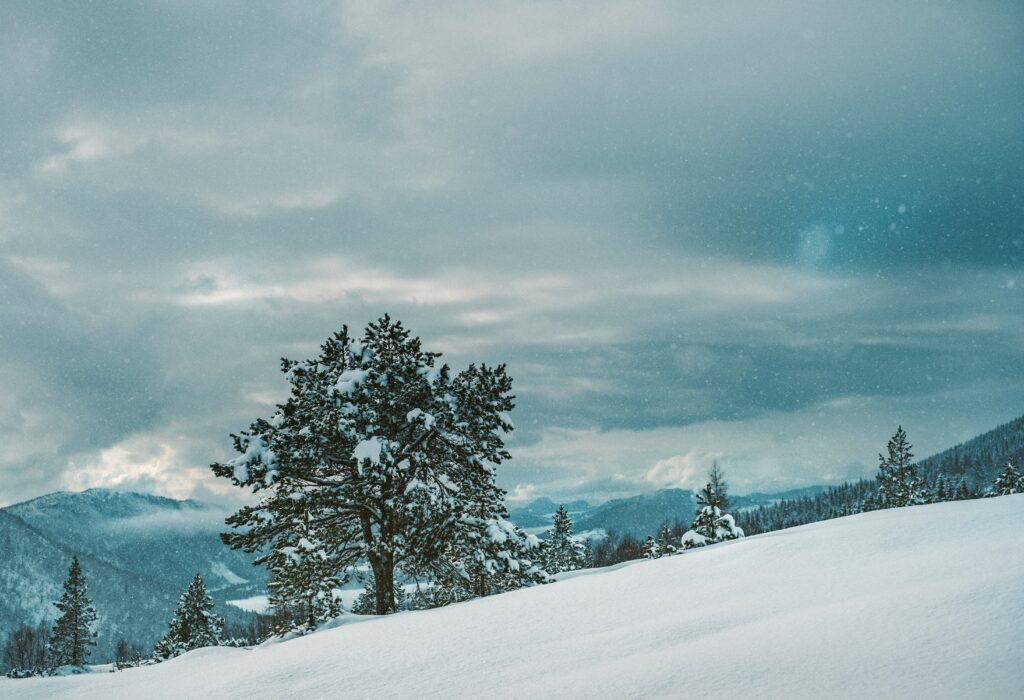 Lone tree on snowy hillside with frosted evergreens and mountains under moody winter sky Wallpaper