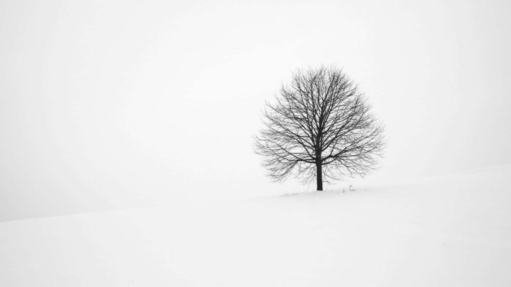 Serene Winter Landscape: Minimalist Wallpaper with Solitary Tree