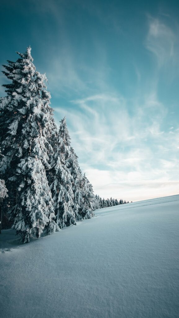 Winter landscape with snow-covered fir trees under clear blue sky peaceful nature wallpaper
