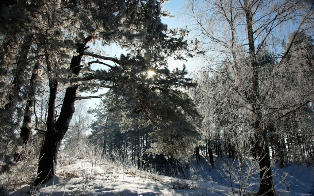 Serene winter landscape with snow-covered ground frosted trees and soft sunlight shadows Wallpaper