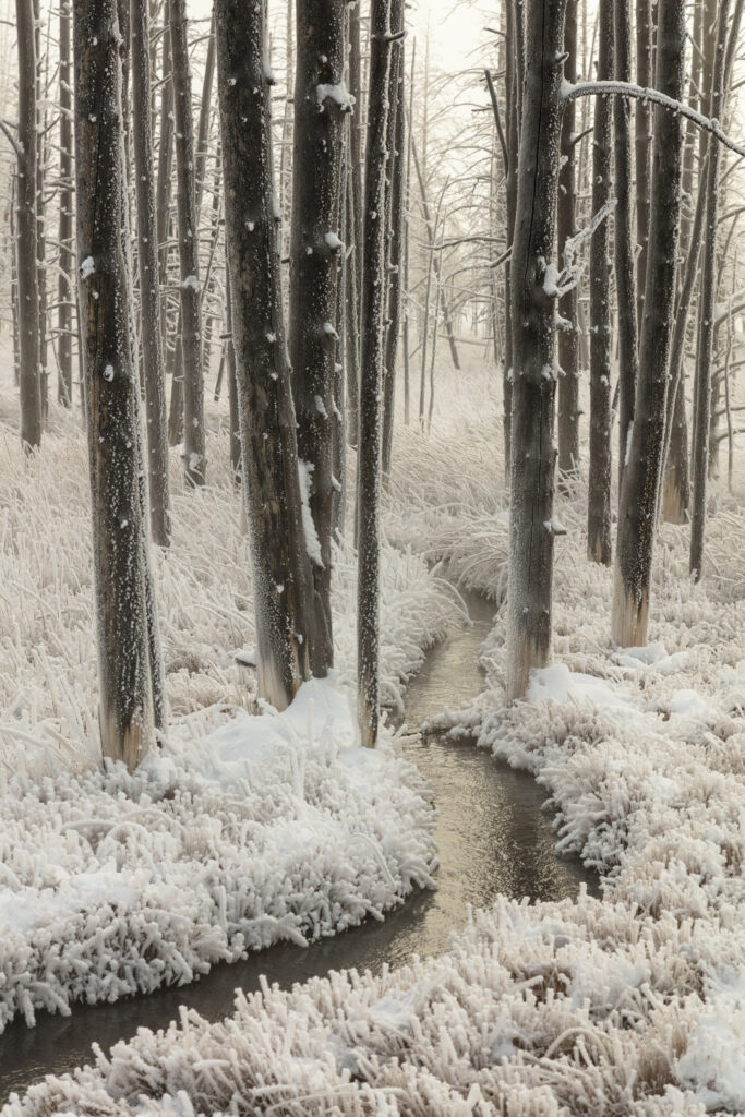 Serene winter landscape with narrow stream winding through frosty trees and snow-covered grass Wallpaper