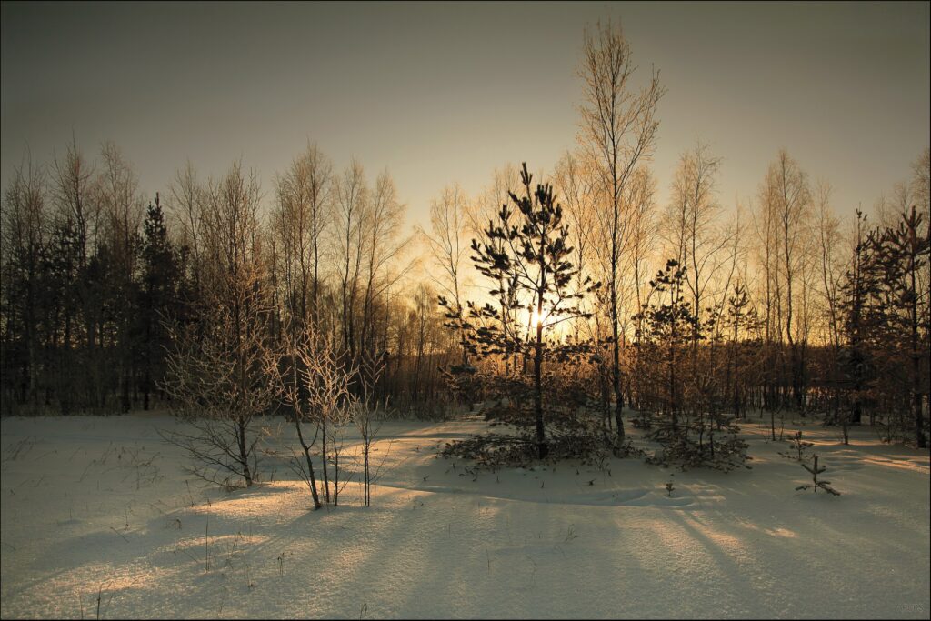 Serene winter landscape with snow covered trees and golden sunset light casting long shadows Wallpaper