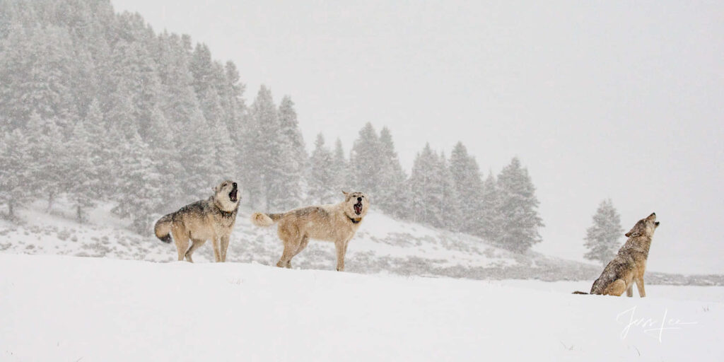 Serene Winter Landscape: Three Wolves on Snowy Hill Background Wallpaper