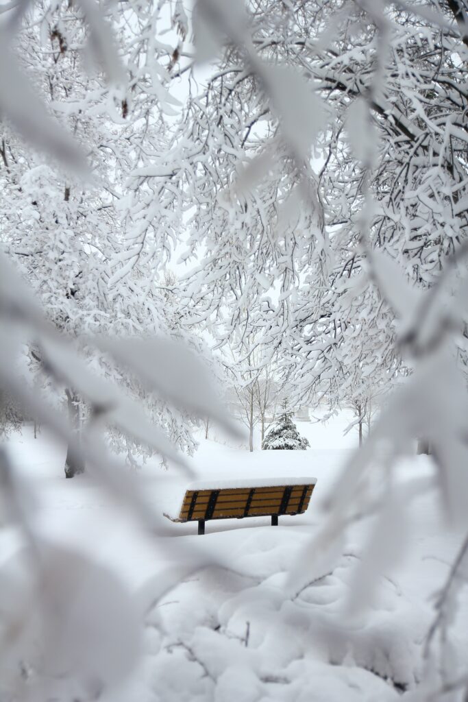 Wooden bench in peaceful snowy winter landscape with snow-covered branches serene solitude background Wallpaper