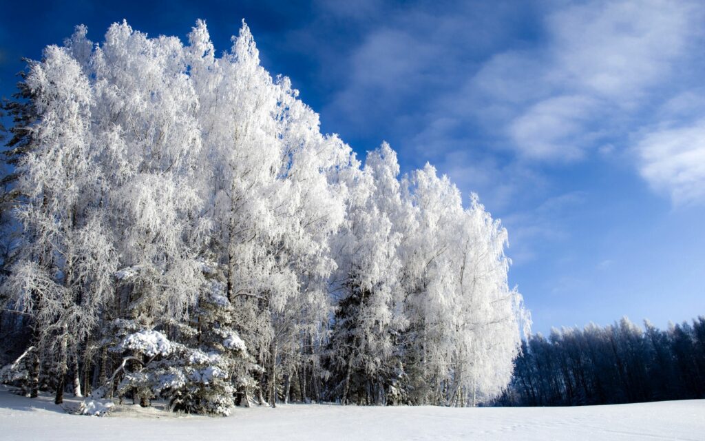 Birch trees covered in hoarfrost over snowy glade under clear blue winter sky peaceful landscape Wallpaper