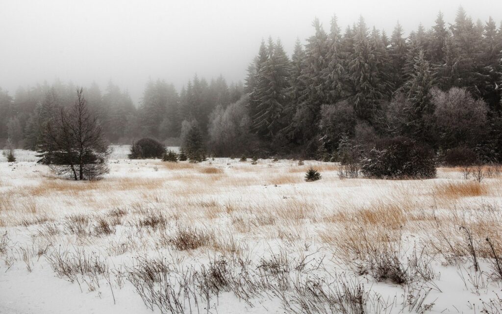 Snowy field with golden grass and frosted tall trees under misty overcast sky winter landscape wallpaper