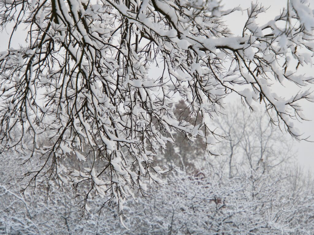 Snow-covered tree branches stretch over a peaceful winter landscape with misty background wallpaper