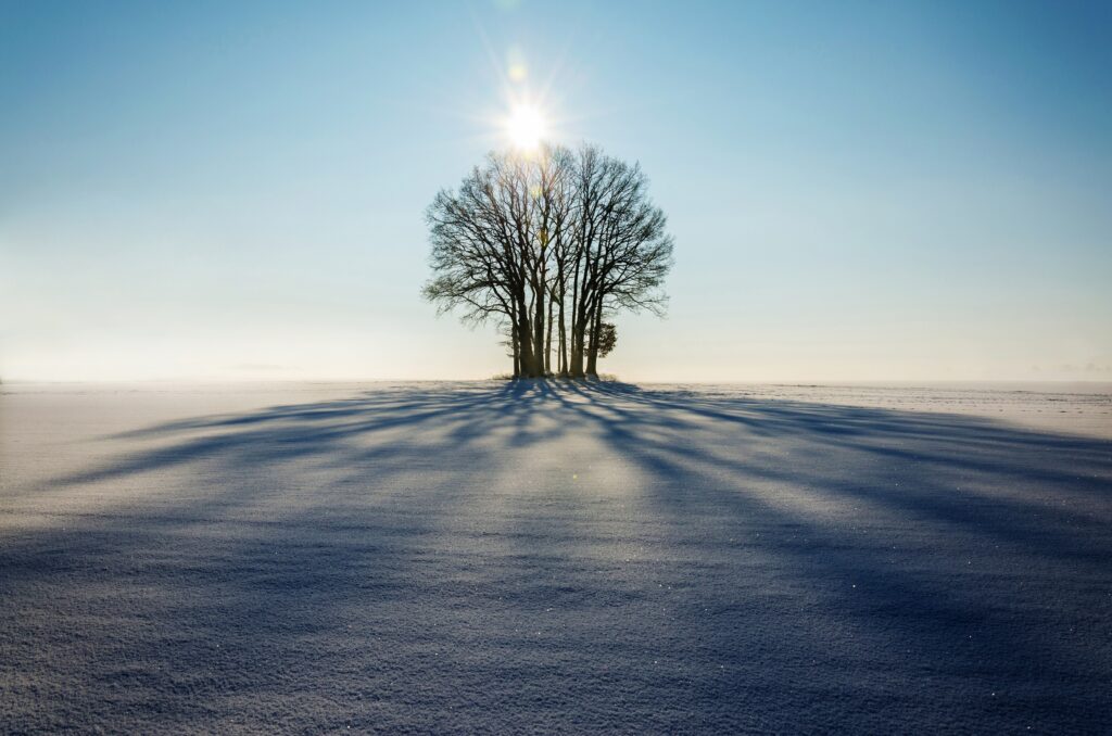 Serene winter landscape with solitary tree illuminated by golden sunlight on snowy field wallpaper