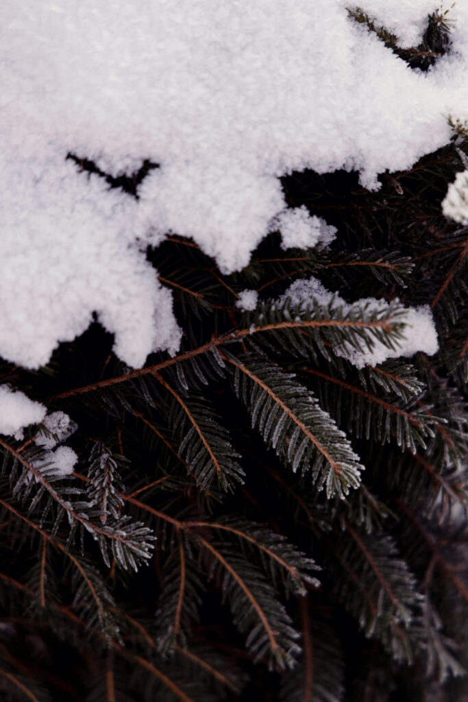 Serene Winter Macro: Frosted Tree Branch Wallpaper Background