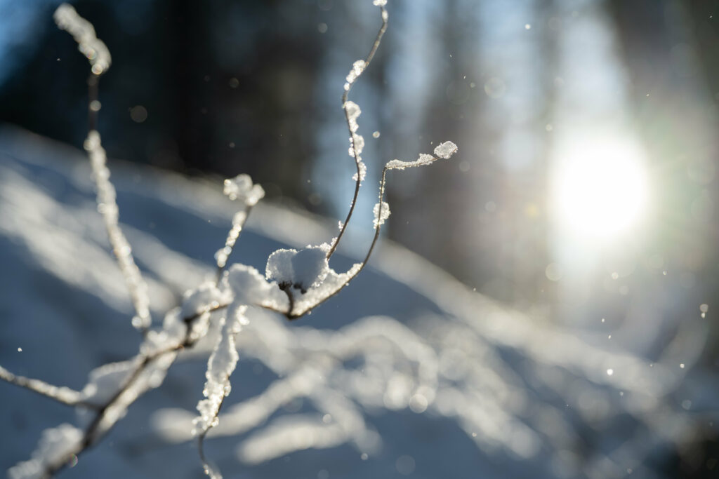 Serene Winter Macro Wallpaper: Snowy Branches in Soft Sunlight